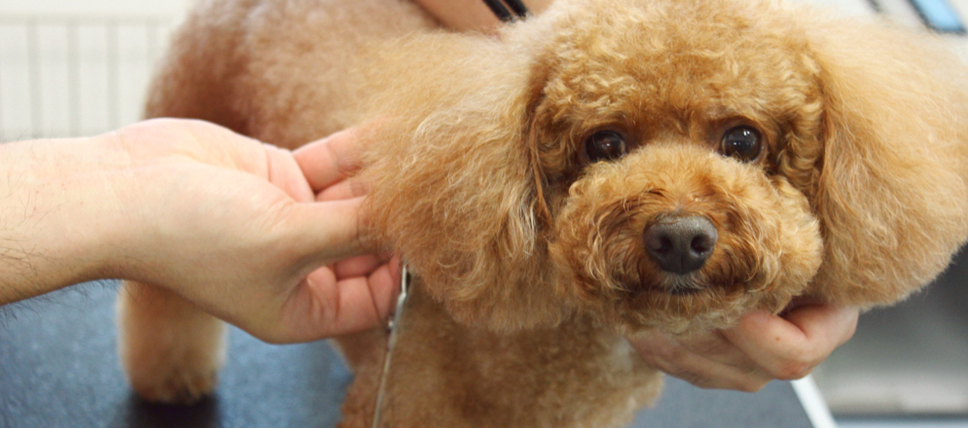 愛犬美容室トリム