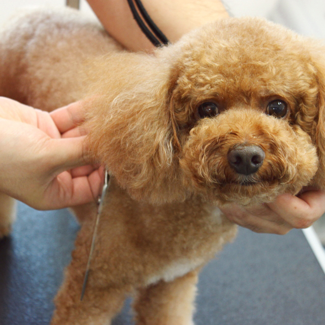 愛犬美容室トリム